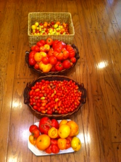 Tomatoes crop 2011