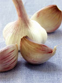 Garlic