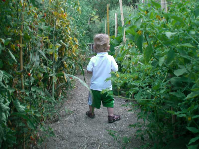 Jack in LF Tomato Patch