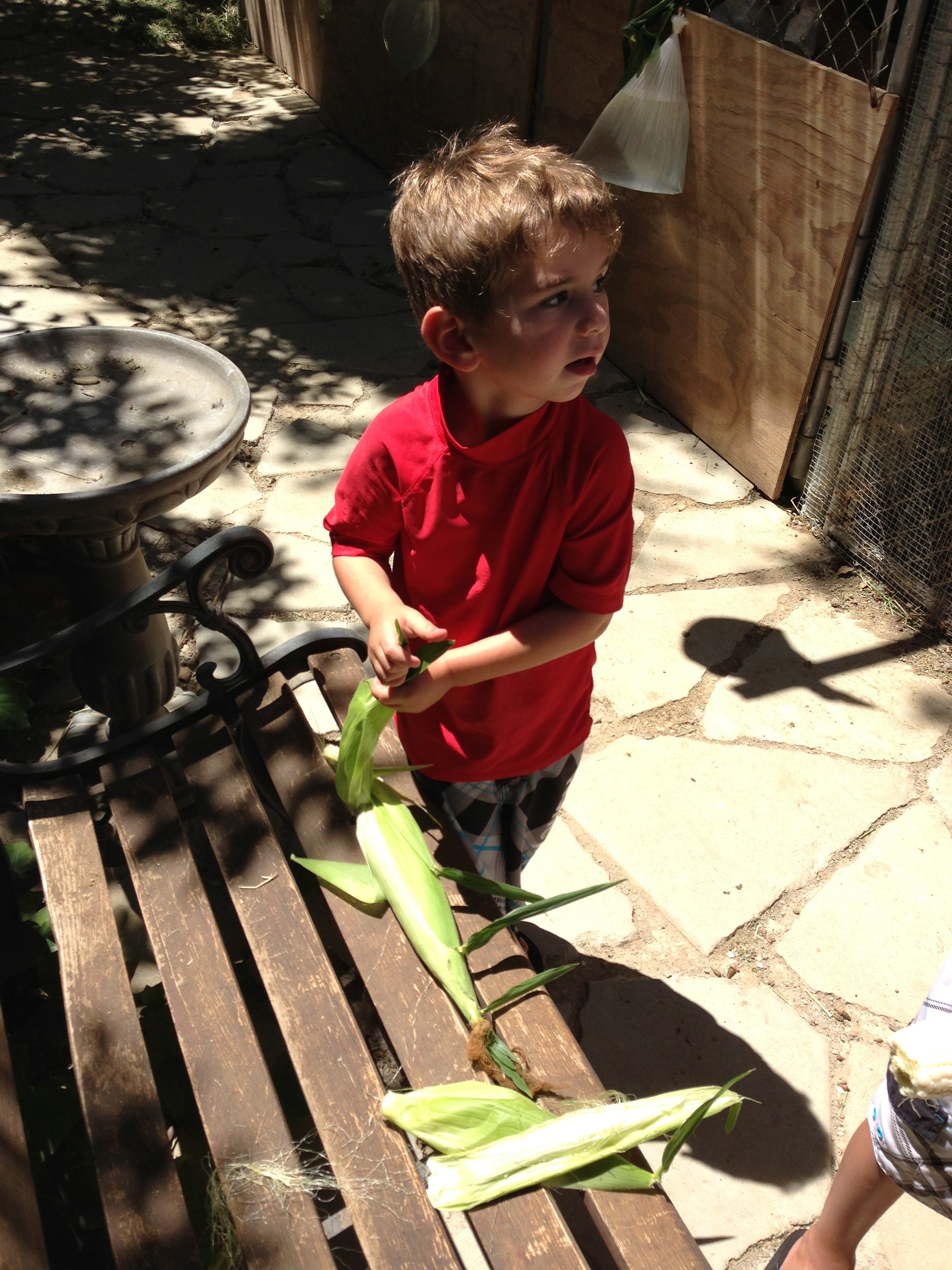 Jonah shucking corn sept 2013