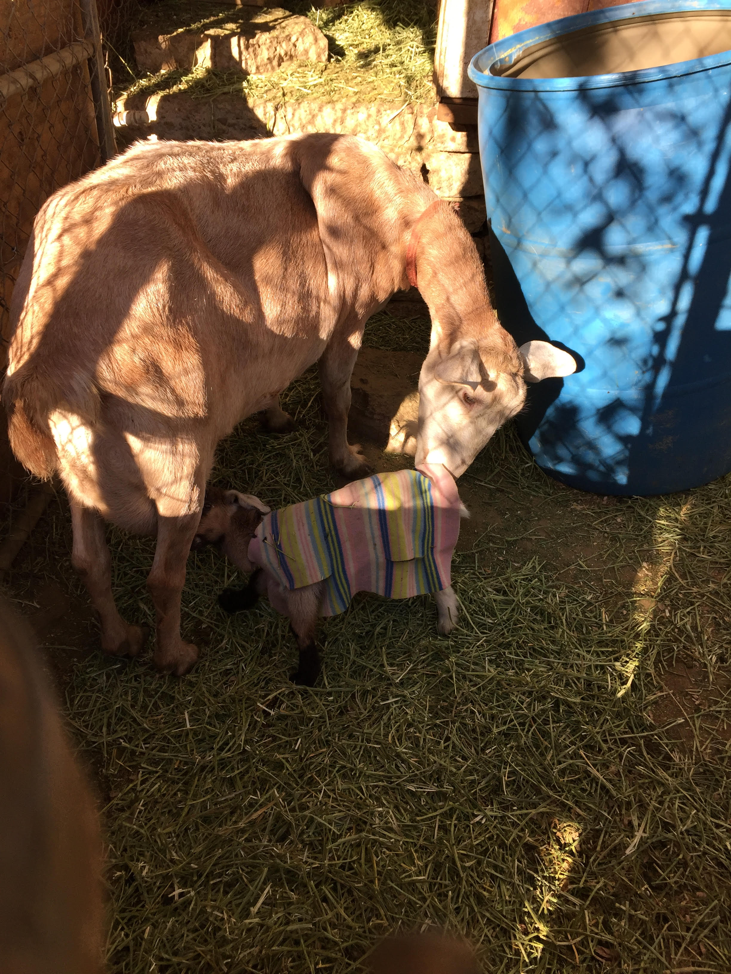 Goat kid in blanket Feb 2016