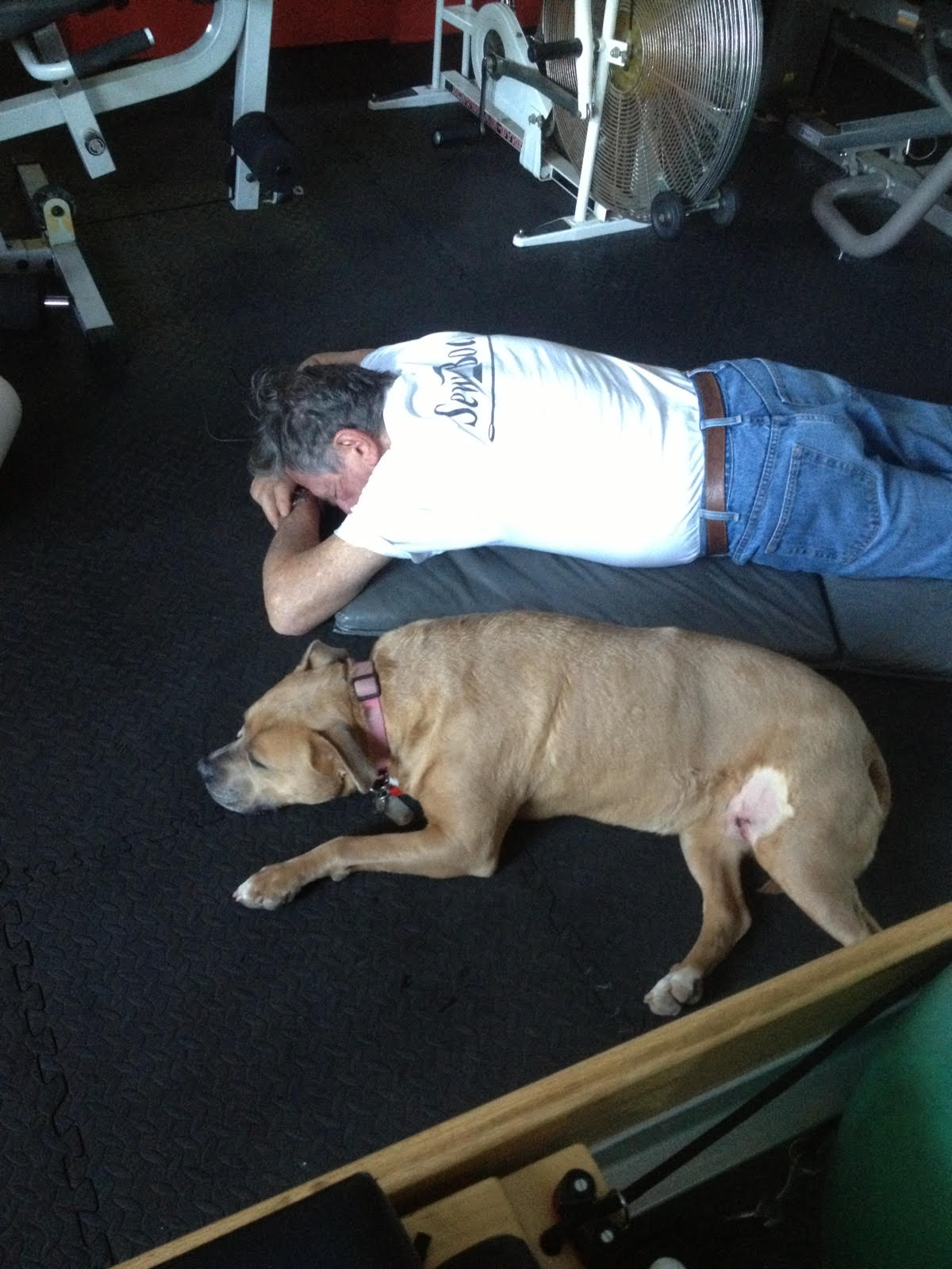 Goldie and Clive sleeping after workout in gym Feb 2016