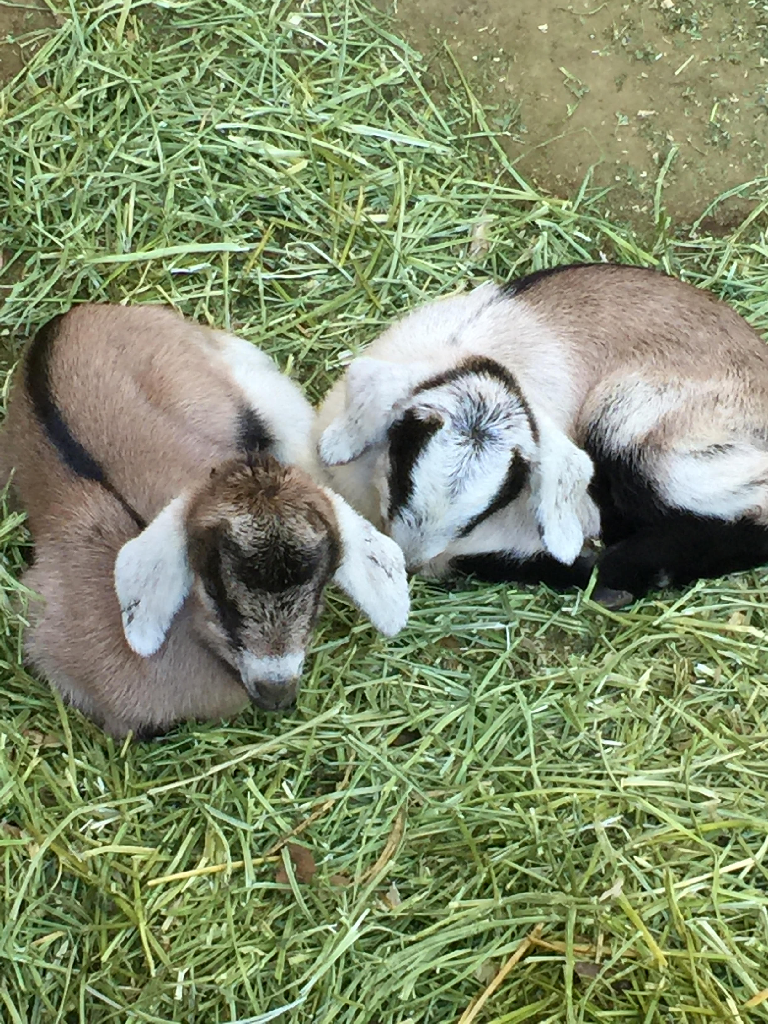 Two new born goats - Julias kids Feb 2016