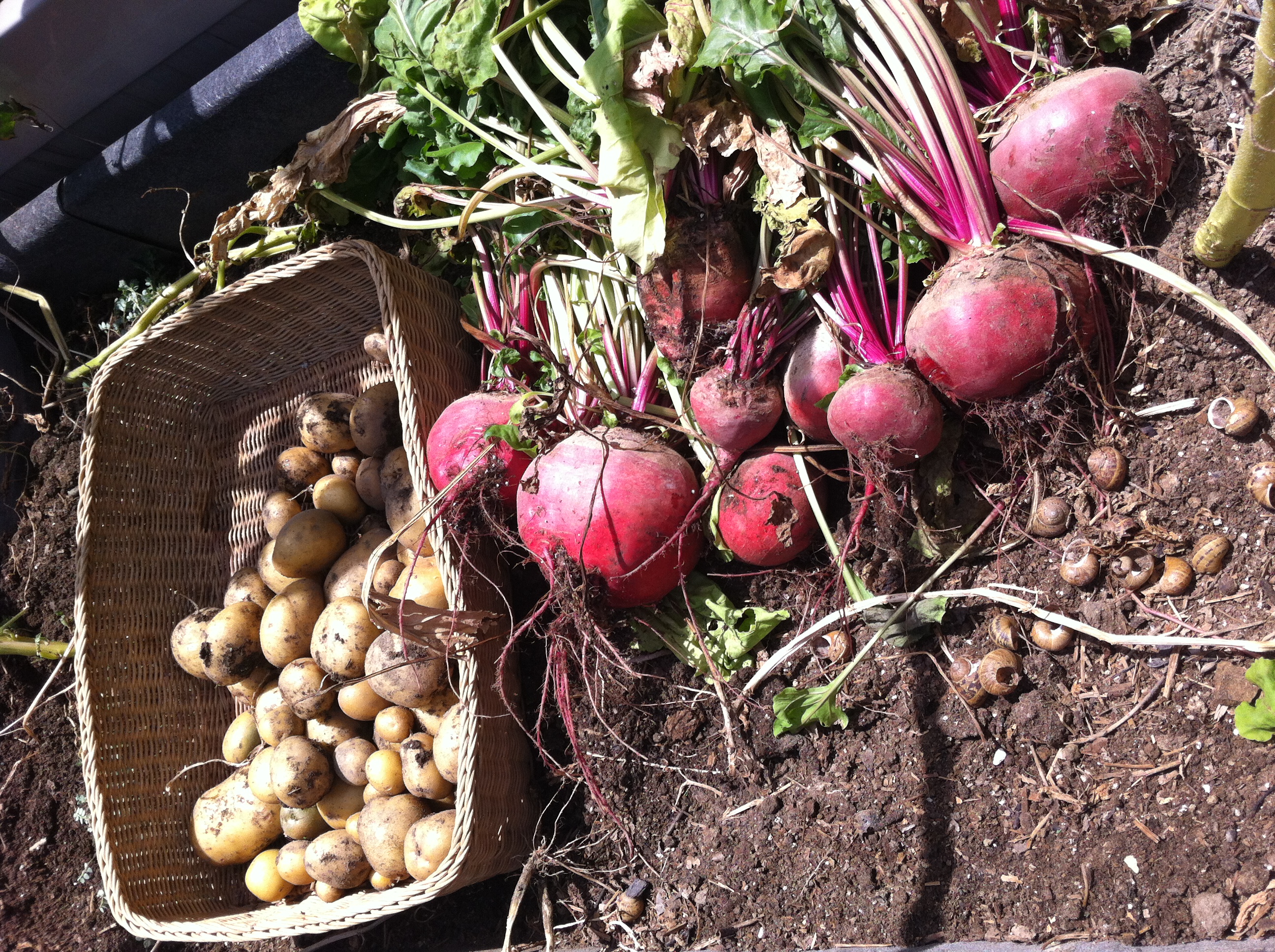 Little Farm Produce Beets and Potatoes