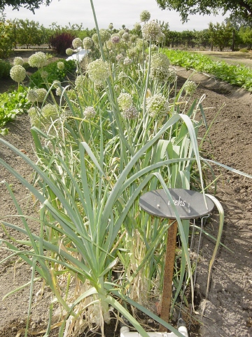 Leeks growing