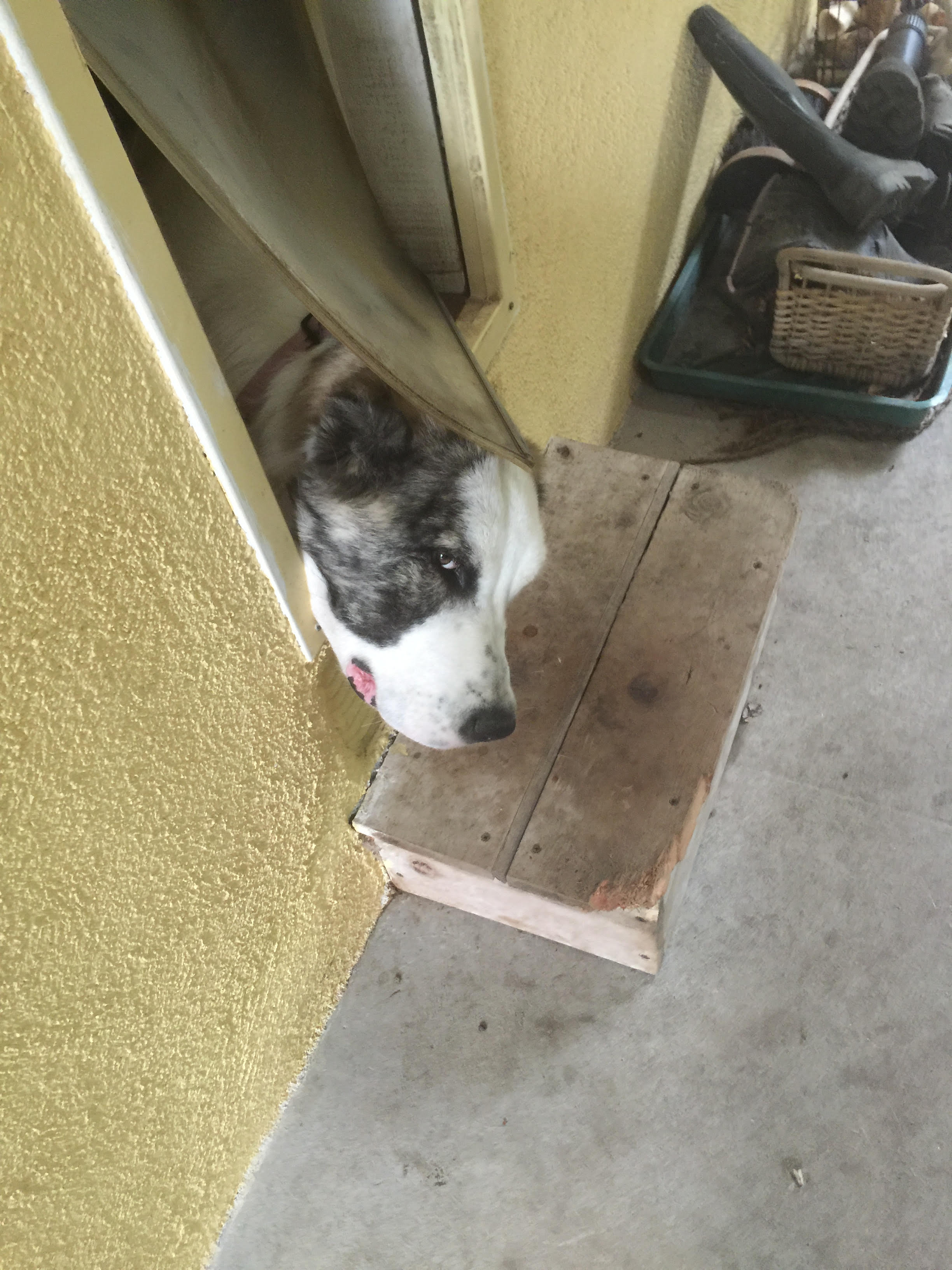 Smokey with nose sticking out of the doggie door