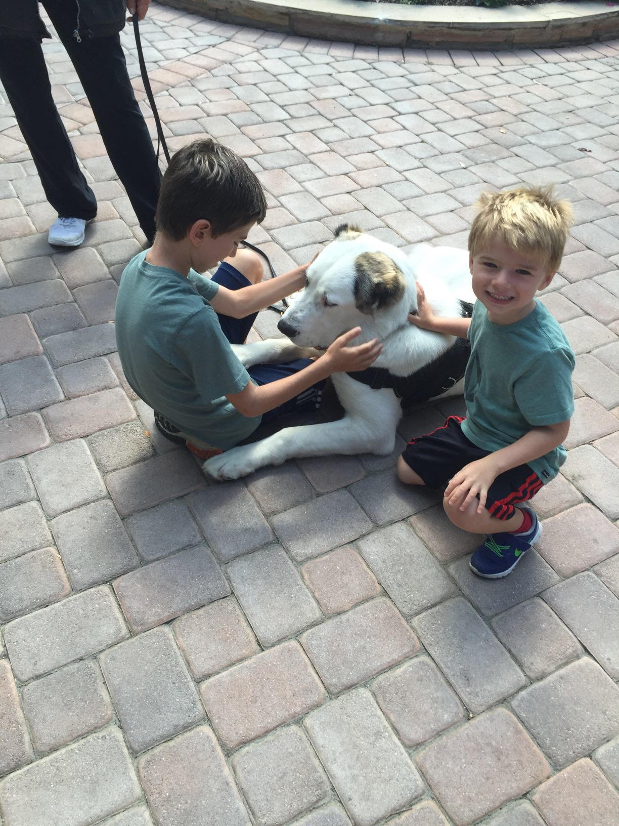 Jack and Gabe training Smokey to be a service dog