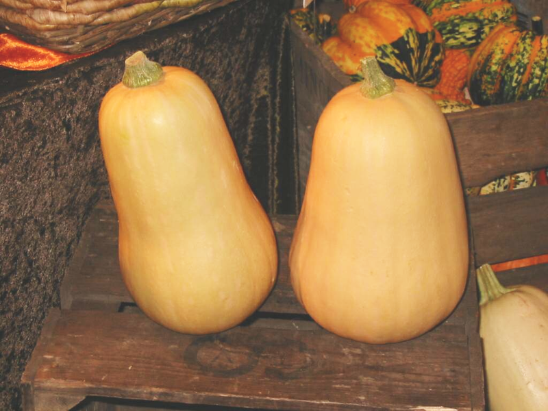 butternut-squash